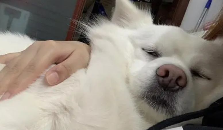 狗突然粘人是什么征兆 狗突然粘人是什么征兆