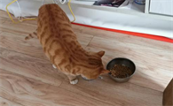 母猫多久发情一次