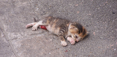 小猫被踩以后多久会死
