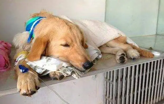 犬窝咳用什么药 犬窝咳用什么药