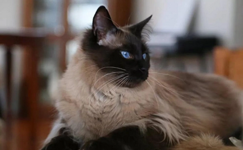 巴厘猫最多能活多少年?帅气的巴厘猫 巴厘猫最多能活多少年?帅气的巴厘猫
