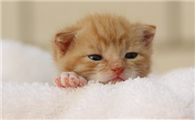猫有没有臭腺