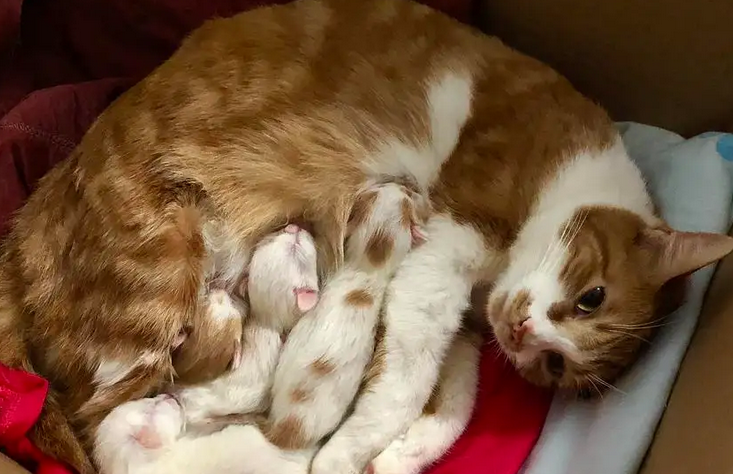 如何让猫知道这是产房 如何让猫知道这是产房