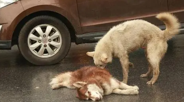 狗狗看到同伴被撞倒路边,守在一旁不离不弃,做出的反应令人动容 狗狗看到同伴被撞倒路边,守在一旁不离不弃,做出的反应令人动容