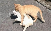 配猫母猫太凶不配合怎么办