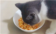穷人的猫饭食谱
