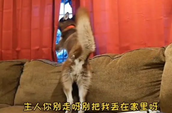 女主人上班后,二哈整天趴在窗户边,狗:别上班我养你吧 女主人上班后,二哈整天趴在窗户边,狗:别上班我养你吧
