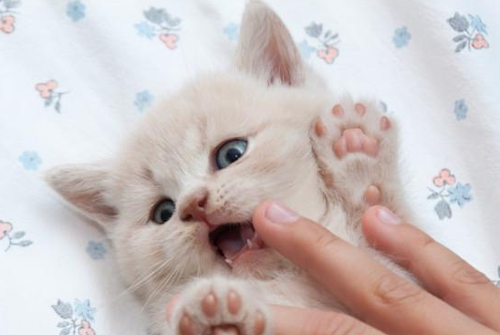 猫最怕什么 猫最怕什么