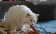 轻微伤口被猫舔了有事吗