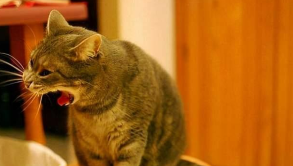 猫应激反应呕吐会自愈吗