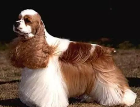 欧美大狗人狗dog