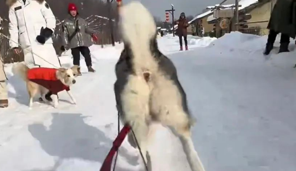 哈士奇第一次见到雪,突然唤醒“远古血脉”,随后的举动惊呆主人 哈士奇第一次见到雪,突然唤醒“远古血脉”,随后的举动惊呆主人