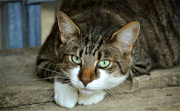 女人梦见猫是有财运吗 女人梦见猫是有财运吗