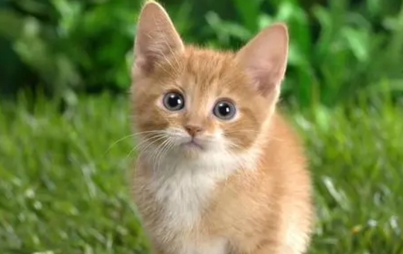诗意古风的猫咪名字