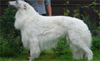苏俄猎狼犬什么价位