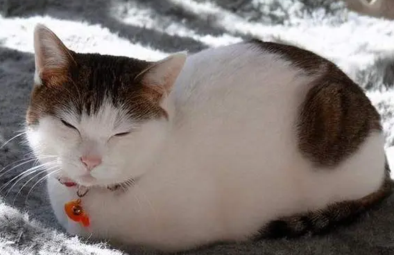 猫最怕的七种东西 猫最怕的七种东西