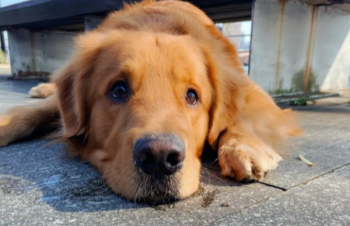 警犬也爱“偷”东西,被抓后迅速逃离现场,可爱到不忍责罚! 警犬也爱“偷”东西,被抓后迅速逃离现场,可爱到不忍责罚!