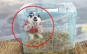 小哥网上买了一只狗子,快递员送过去的时候,连称狗子不简单 小哥网上买了一只狗子,快递员送过去的时候,连称狗子不简单