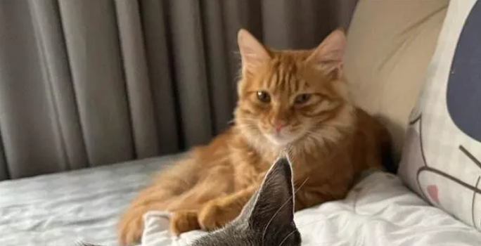 七猫加班严重吗 七猫加班严重吗