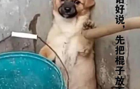 狗狗犯错被罚站，刚拿苍蝇拍要打，狗狗一把按住:有话好好说！
