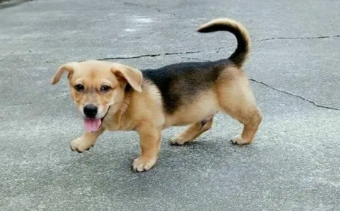 米克斯犬长大的样子是什么