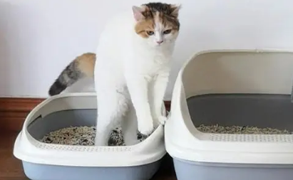 如何帮助小猫排便 如何帮助小猫排便