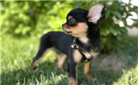 适合家养的小型犬？吉娃娃有长毛和短毛两个品种