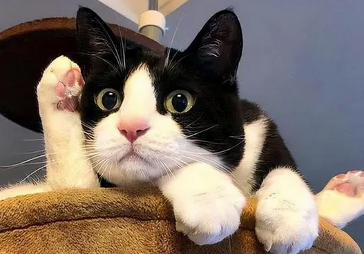 一只少见的碎花奶牛猫,它现在想要一个温暖的家