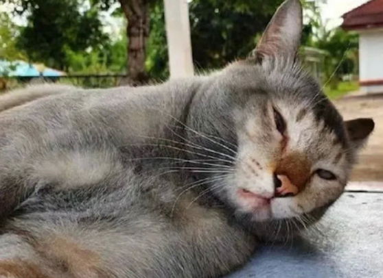猫咪在外面玩了一宿,第二天灰头土脸地躺在门口睡觉,挖煤去了? 猫咪在外面玩了一宿,第二天灰头土脸地躺在门口睡觉,挖煤去了?