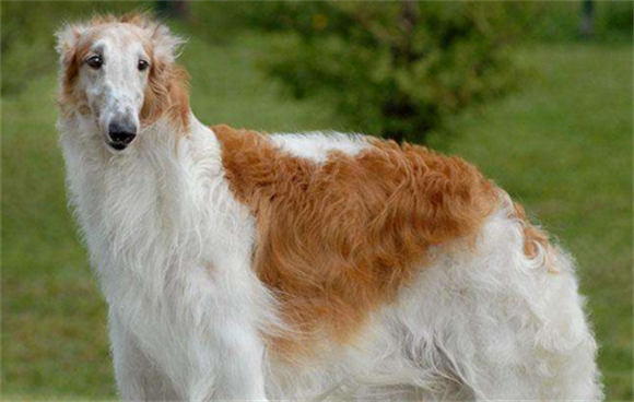 苏俄猎狼犬中国可以养吗