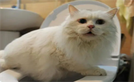 为什么一蹲坑猫就过来并且叫