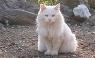 梦里梦见猫是哪位老仙家