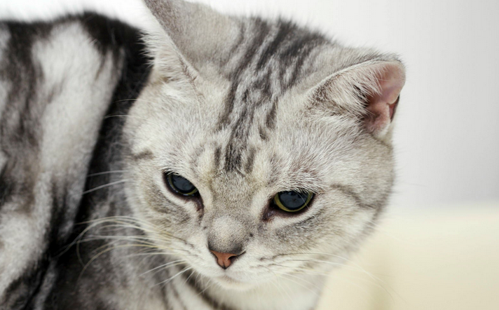 猫真菌黑斑图片 猫真菌黑斑图片