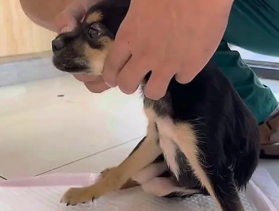 被抛弃的残疾小黑狗,只能拖着后腿挣扎前行,狗狗的伤还能痊愈吗 被抛弃的残疾小黑狗,只能拖着后腿挣扎前行,狗狗的伤还能痊愈吗
