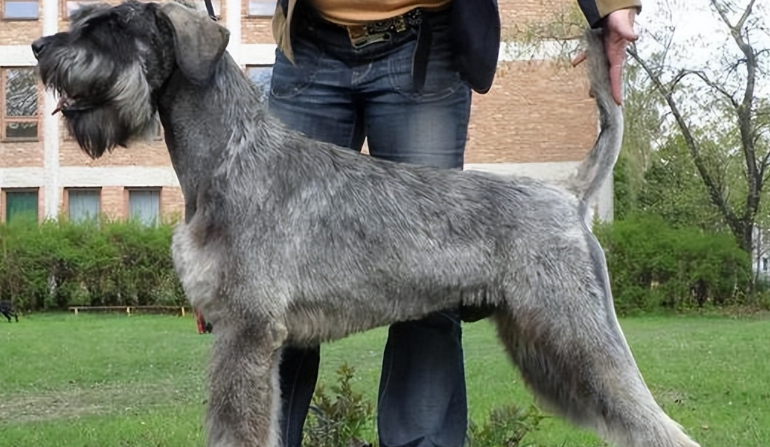 家养巨型犬养什么合适
