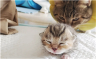 免费领养小猫崽