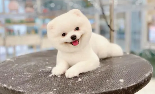 卡拉猫包包是什么档次