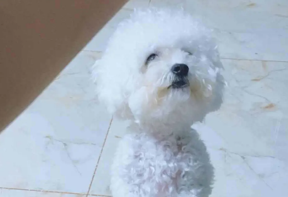 比熊犬看到主人手里的东西后,挺胸抬头大步走,无意间学会新技能 比熊犬看到主人手里的东西后,挺胸抬头大步走,无意间学会新技能