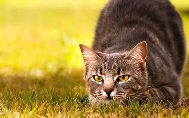 女人梦见猫扑向自己吓醒了 女人梦见猫扑向自己吓醒了