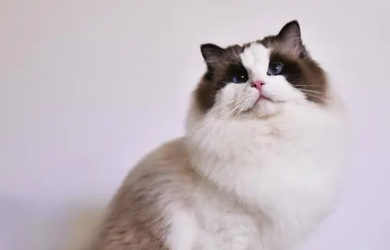 什么品种的猫最好看
