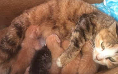 母猫生了孩子后老是爱叫