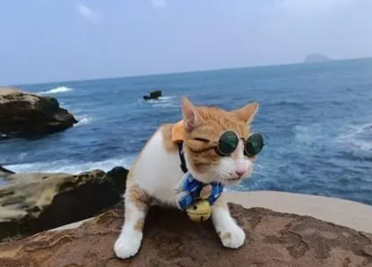 主人给猫咪拍照,刚摆好姿势就有飞机经过,猫咪吓得墨镜都歪了 主人给猫咪拍照,刚摆好姿势就有飞机经过,猫咪吓得墨镜都歪了