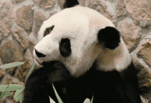 大熊猫年老后外貌会有什么变化?|大熊猫的退休生活 大熊猫年老后外貌会有什么变化?|大熊猫的退休生活