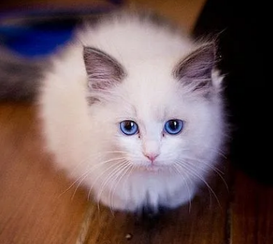 猫做绝育手术的好处和坏处
