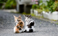 新猫和旧猫多久才熟悉不再打架