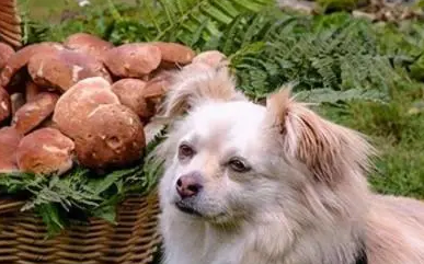 狗能吃香菇吗 狗能吃香菇吗