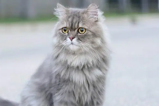 世界十大猫排名