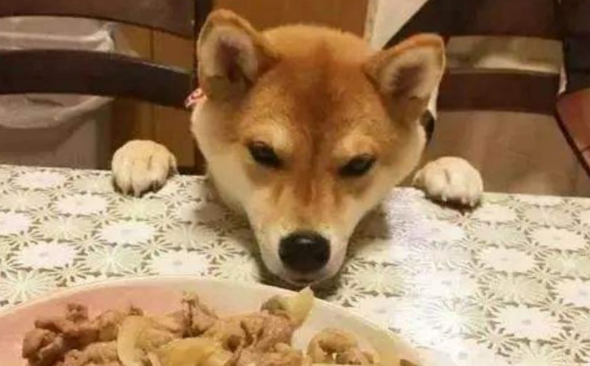 狗为什么不能喂三餐 狗为什么不能喂三餐