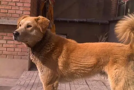 太行犬智商高吗 太行犬智商高吗