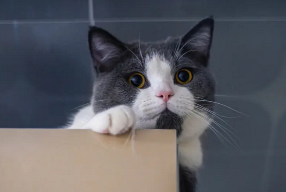 守灵有猫出现会怎样